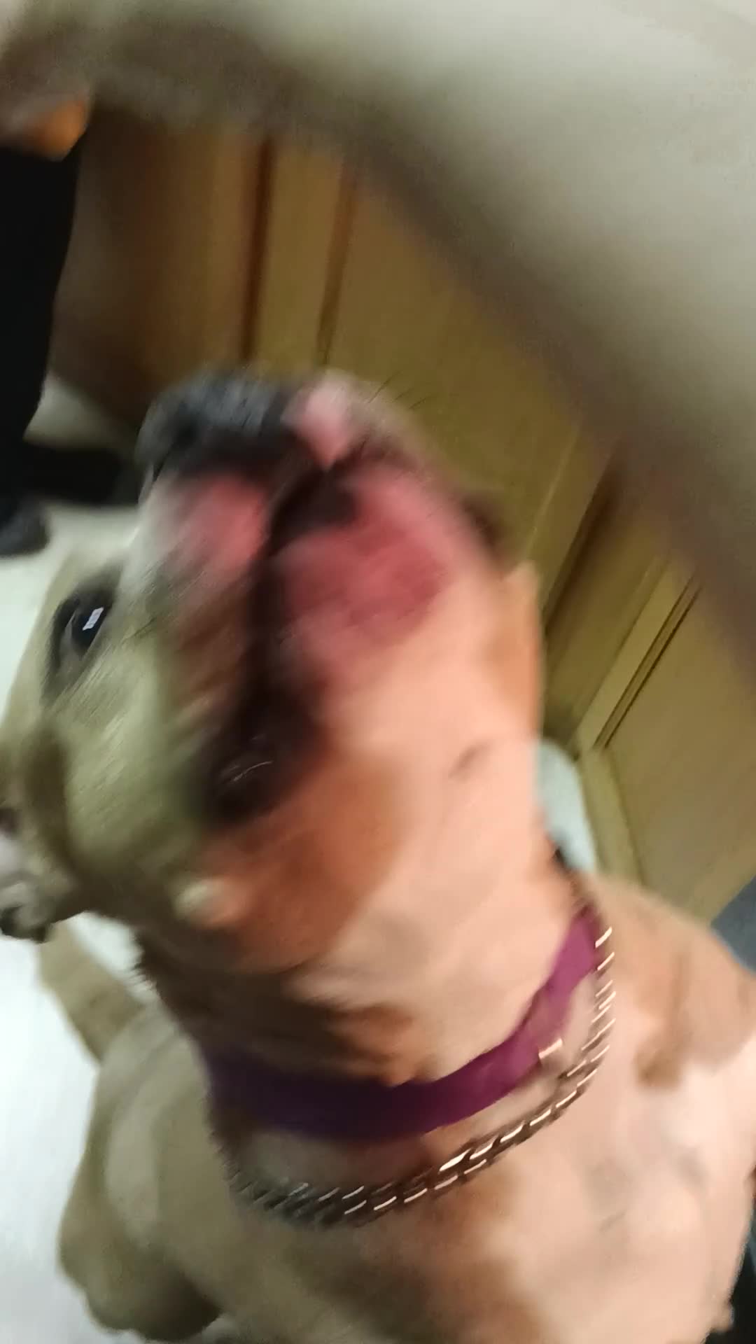 American Bully dogs for sale: American Bully Puppy 3 - Video 2