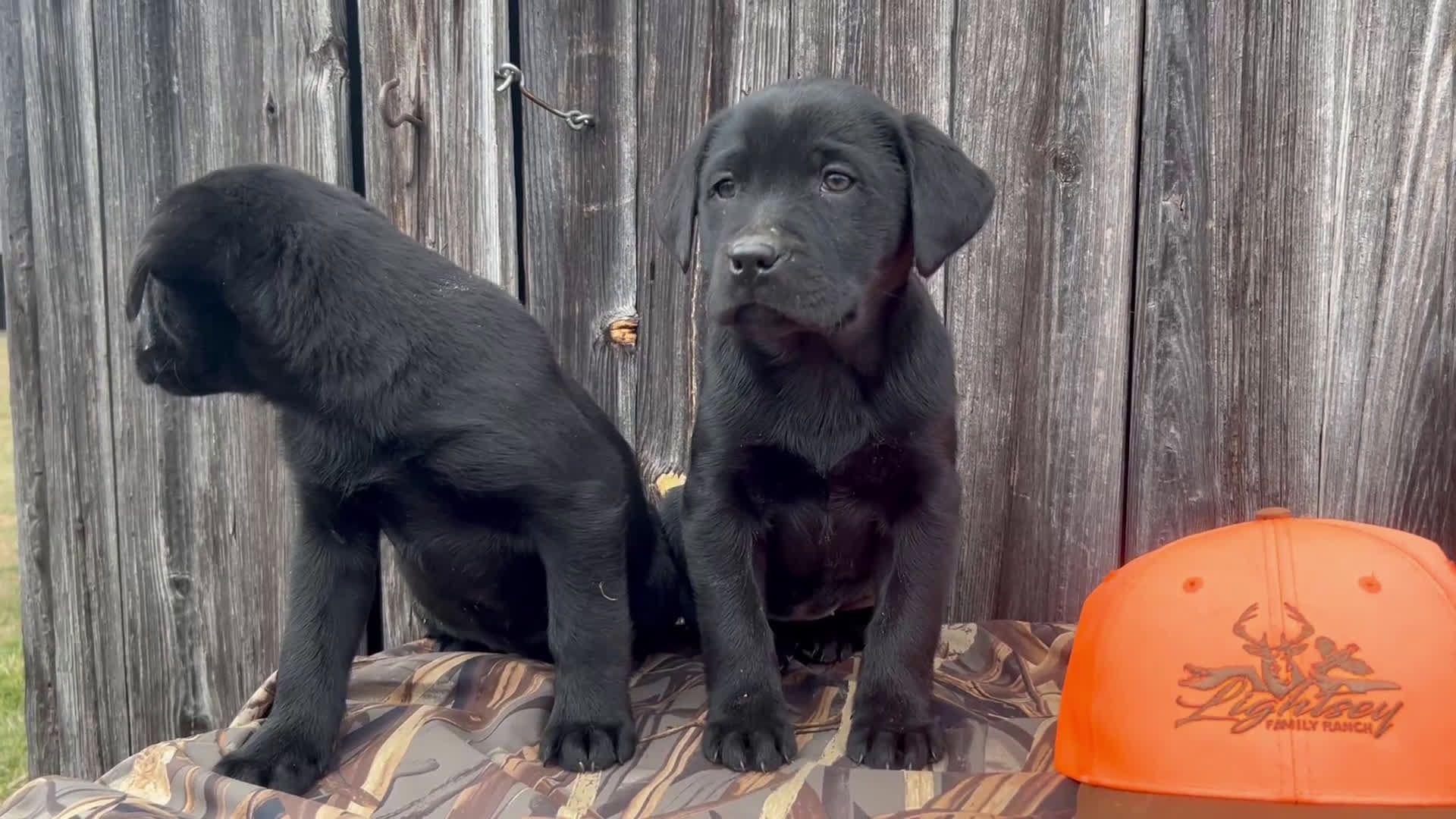 Labrador Retriever dogs for sale: Labrador Retriever Puppy 1 - Video 2