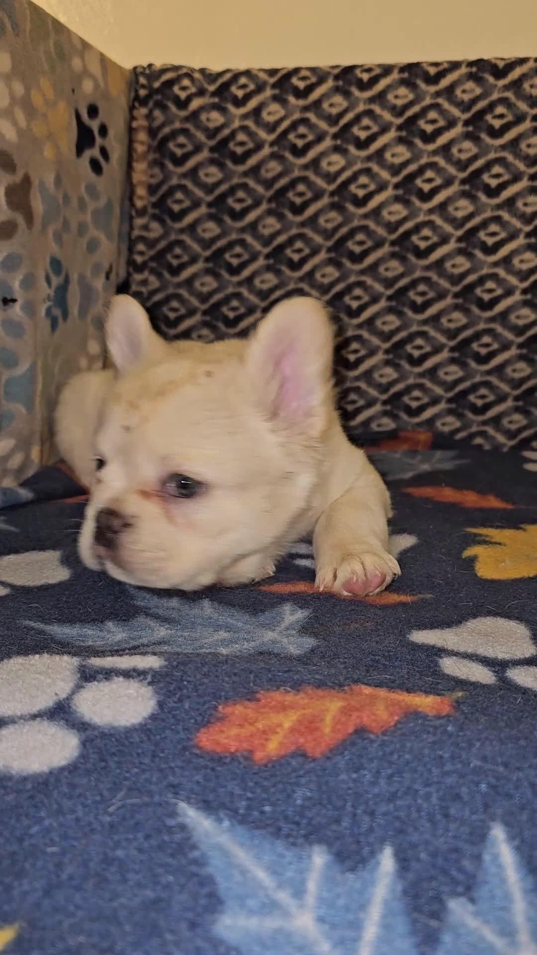 French Bulldog dogs for sale: French Bulldog Puppy 1 - Video 1