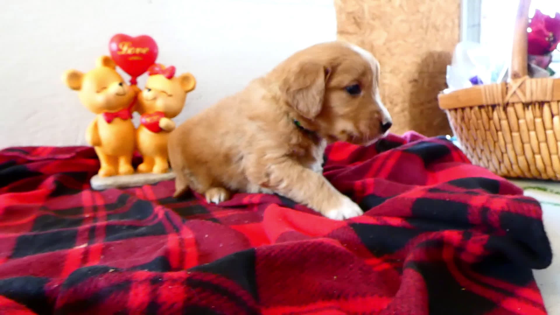 Mini Goldendoodle dogs for sale: Mini Goldendoodle Puppy 3 Ranger - Video 1