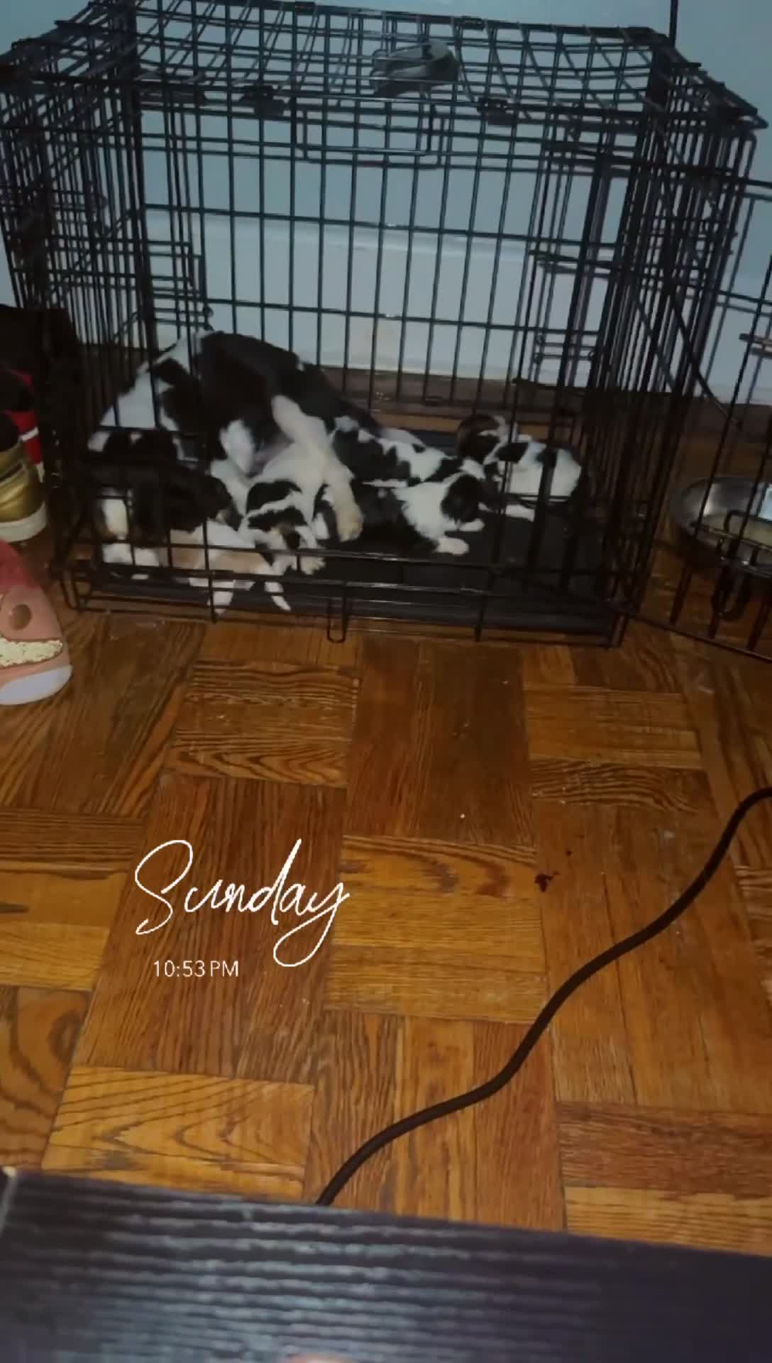 Cavalier King Charles Spaniel dogs for sale: Duke Jr. - Video 1