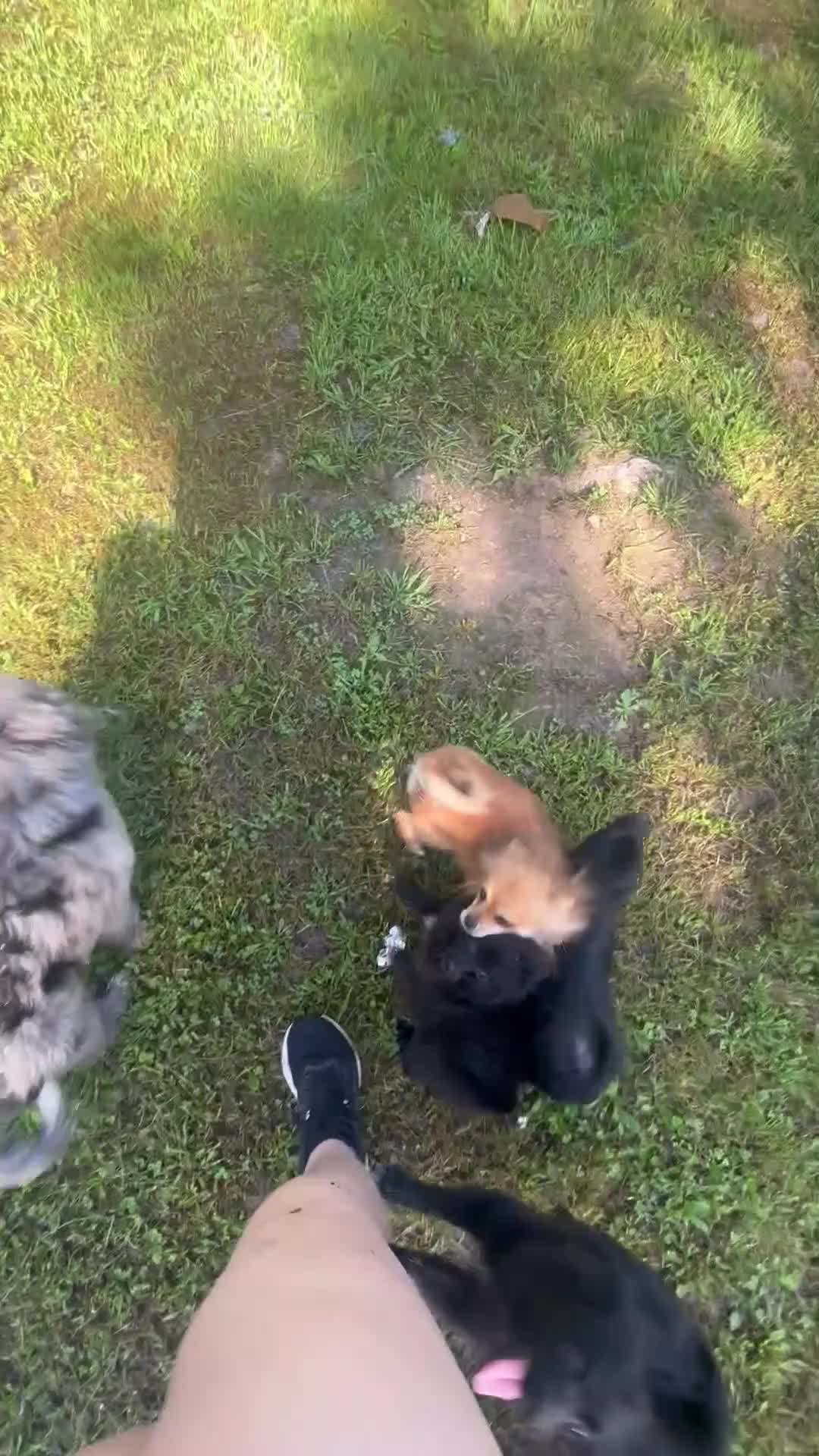 Pomeranian dogs for sale: Tony  - Video 1