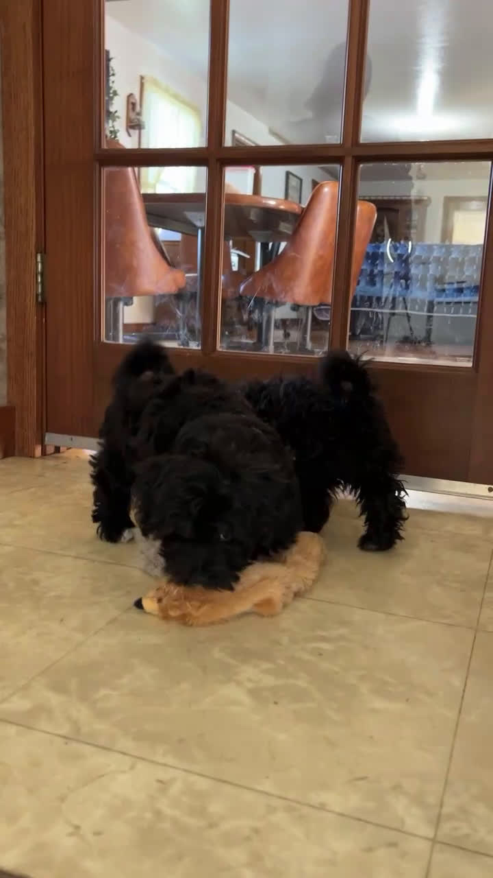 Havapoo dogs for sale: Baxter - Video 2