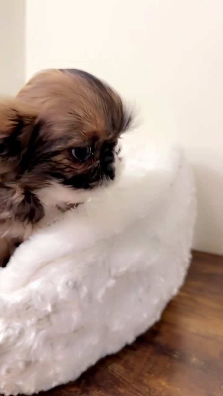 Shih Tzu dogs for sale: Izzy  - Video 1