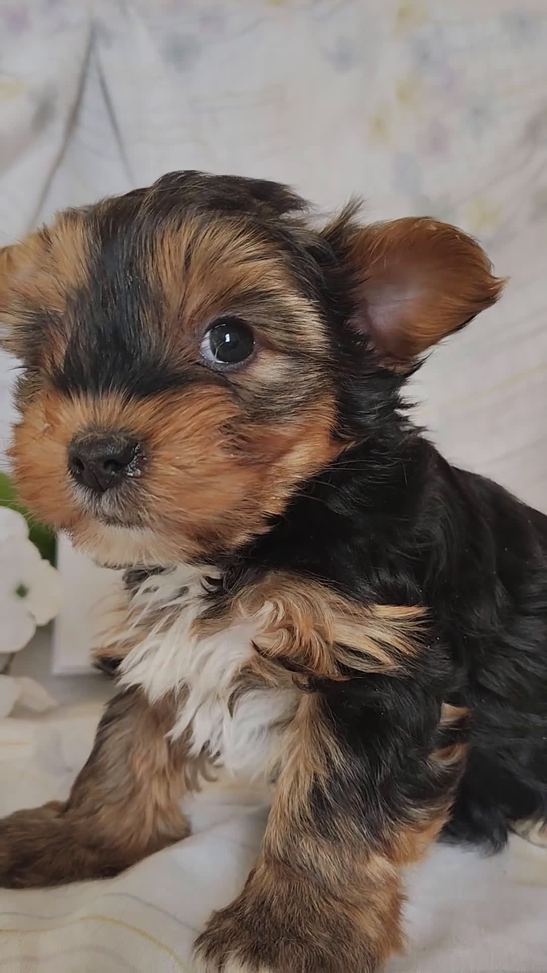Yorkshire Terrier dogs for sale: Pickles - Video 1