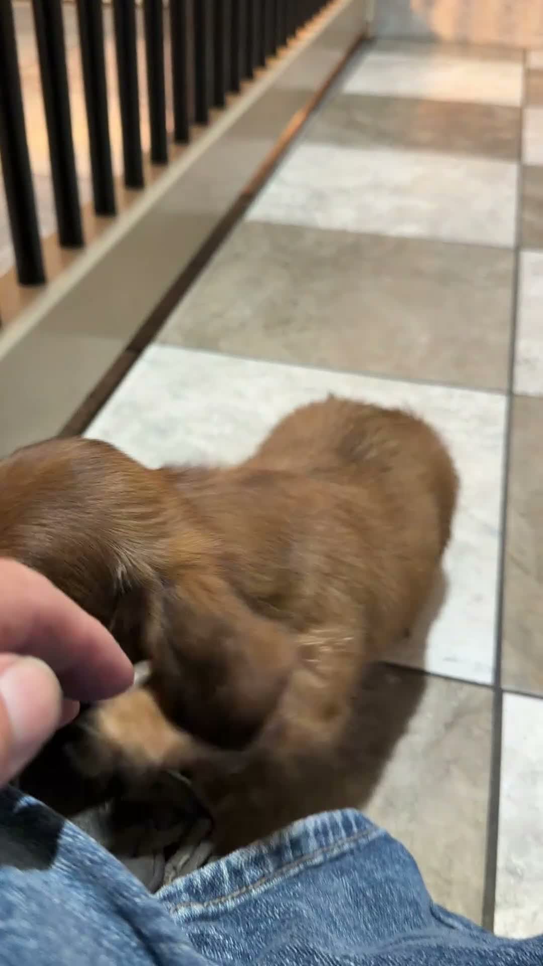 Miniature Dachshund dogs for sale: Hudson - Video 1