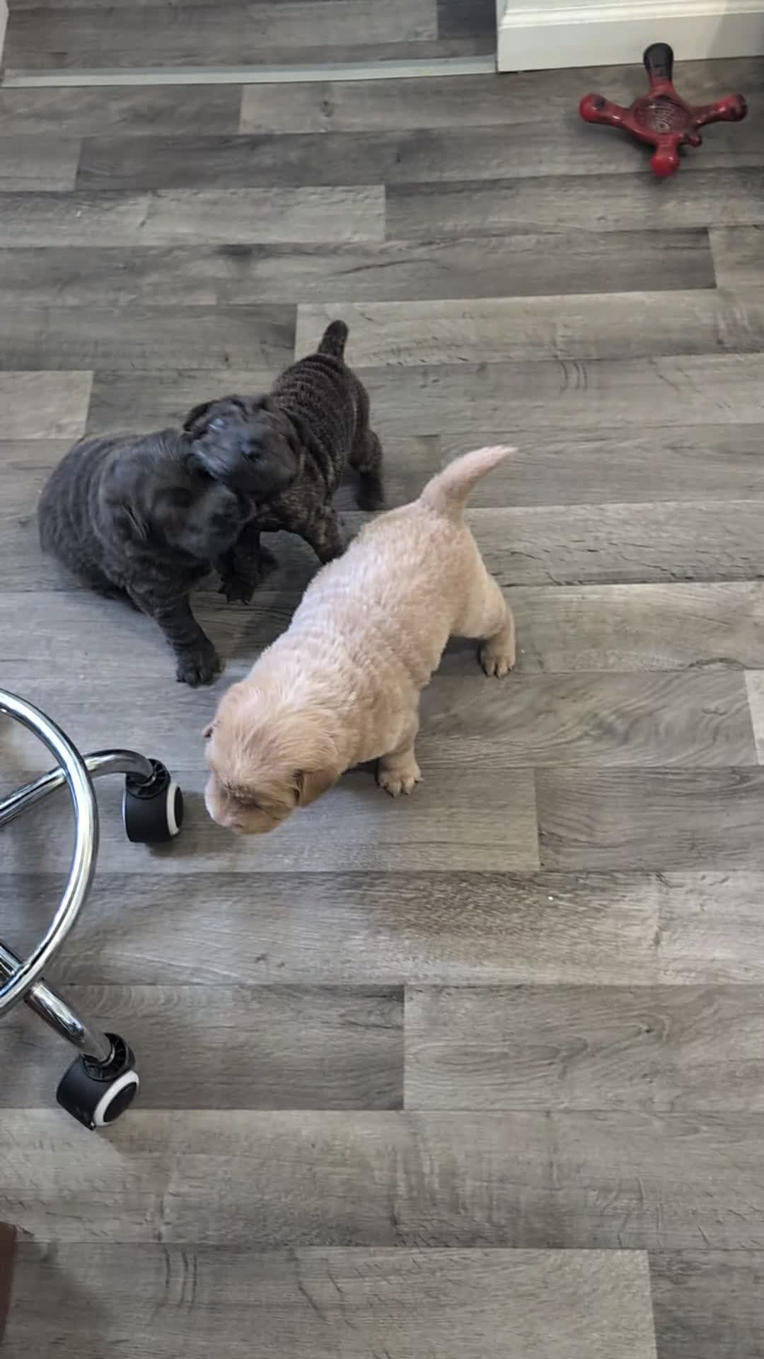 Mixed Breed dogs for sale:  Puppy 2 - Video 1