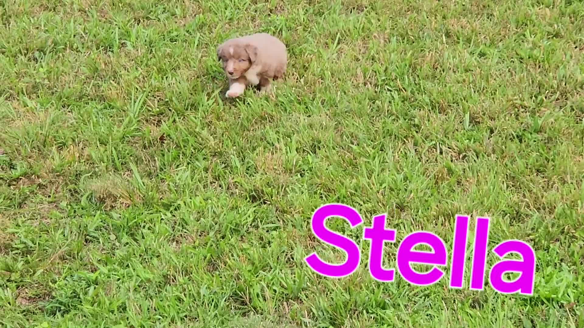 Miniature Australian Shepherd dogs for sale: Stella - Video 1