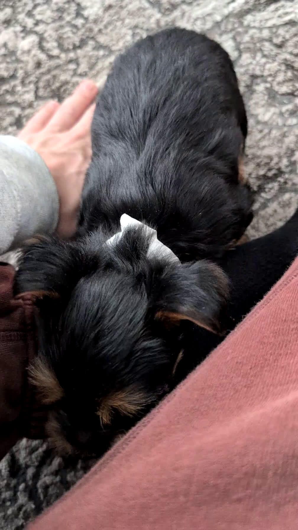 Yorkshire Terrier dogs for sale: Axel - Video 1