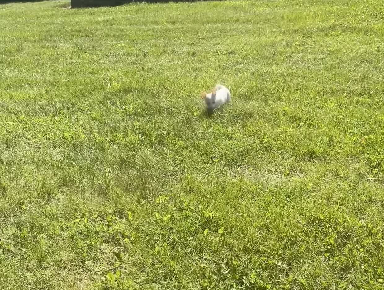 Chihuahua dogs for sale: Pearl - Video 1