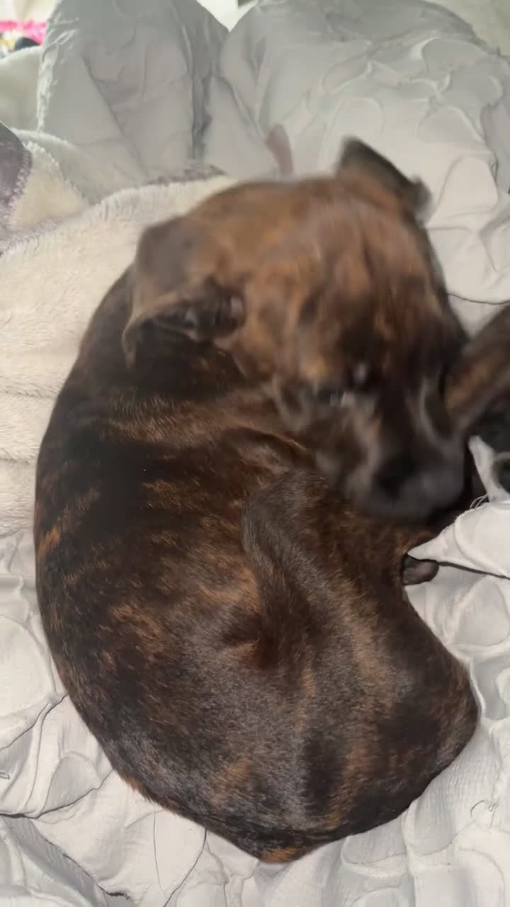 Mixed Breed dogs for sale: Mixed Breed Puppy 1 - Video 2