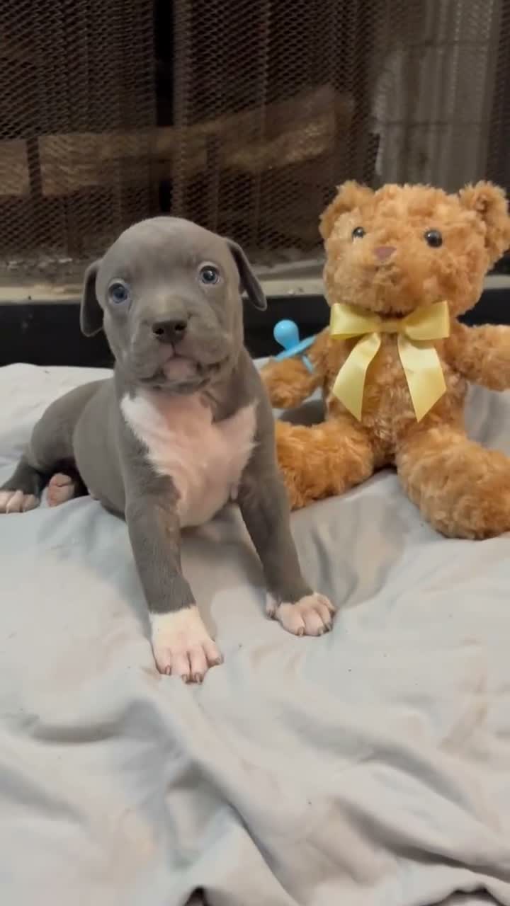 Mixed Breed dogs for sale: Pup 8 - Video 1