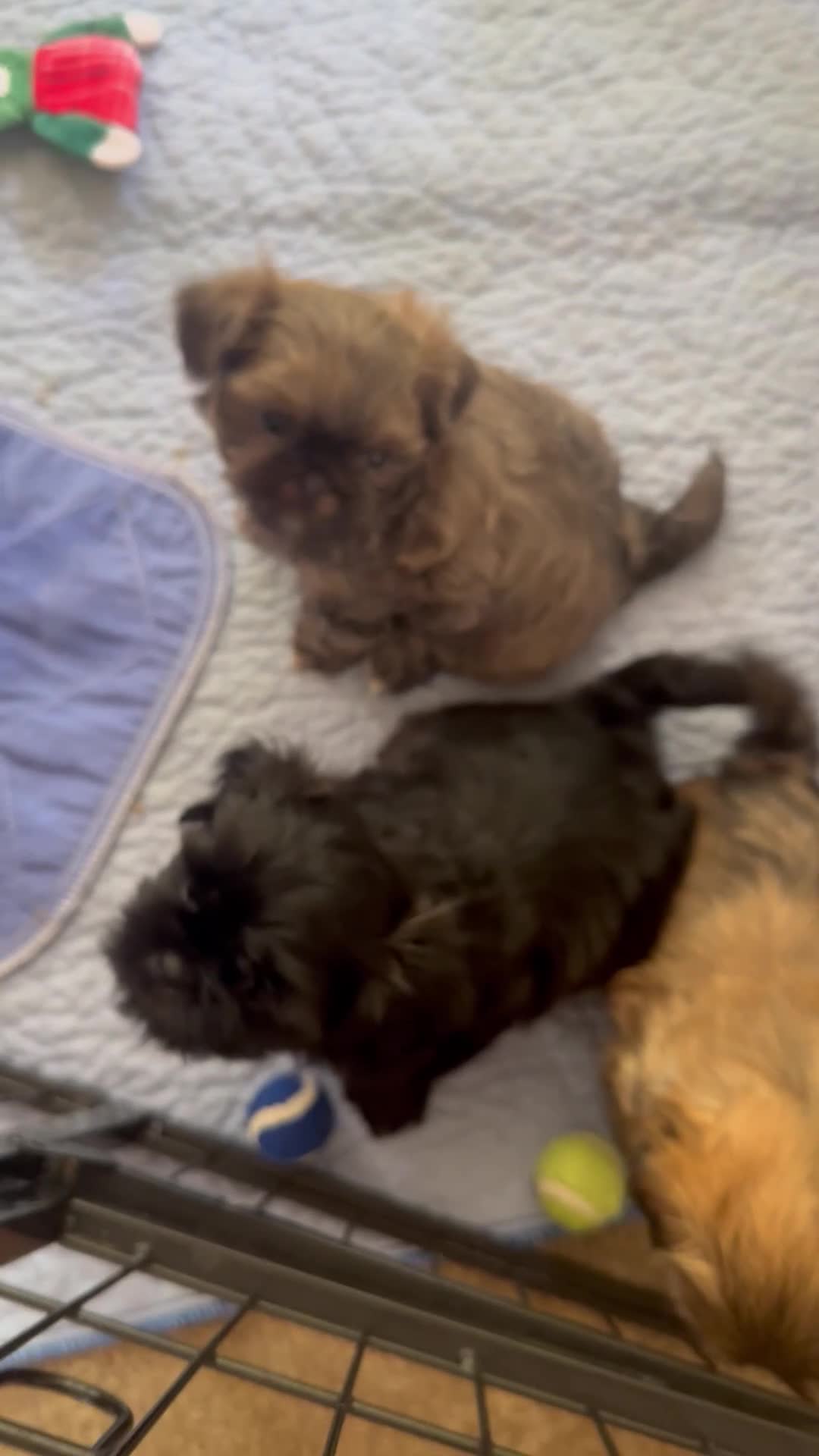 Shih Tzu dogs for sale: Ziggy - Video 1