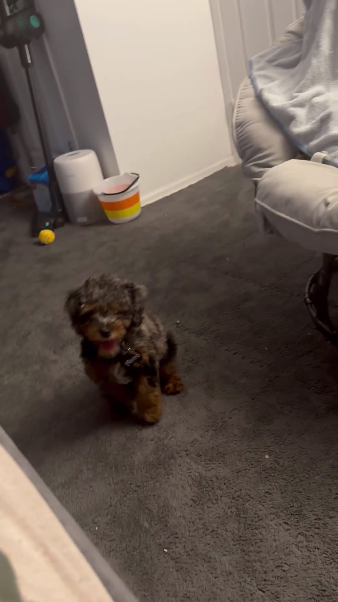 Toy Poodle dogs for sale: Toy Poodle Puppy 1 - Video 1