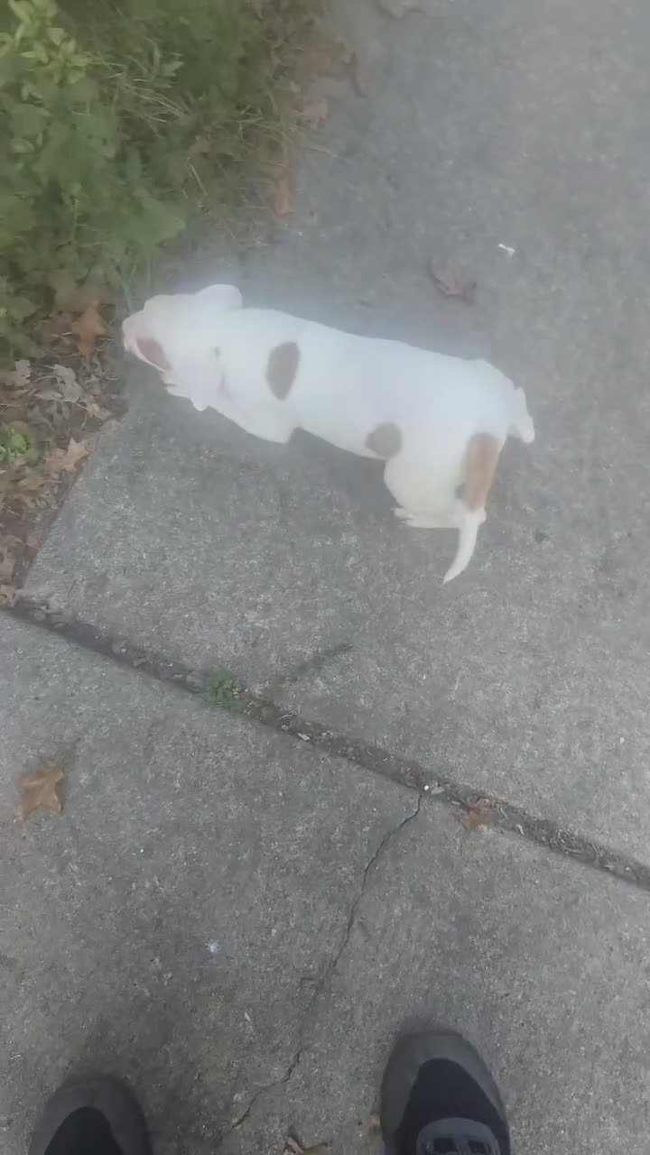 American Bulldog dogs for sale: American Bulldog 1 - Video 4