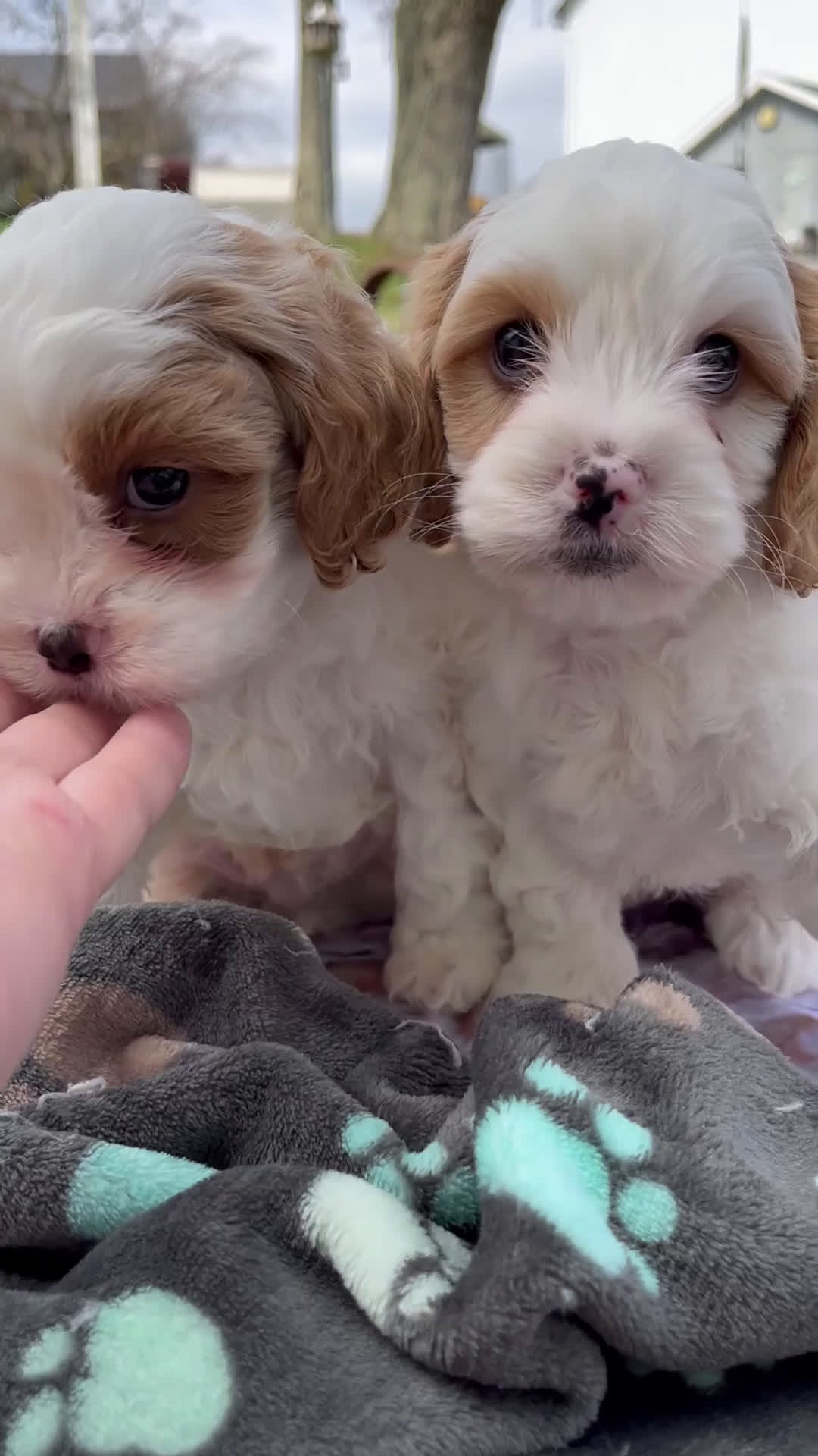 Cavapoo dogs for sale: Leo - Video 2