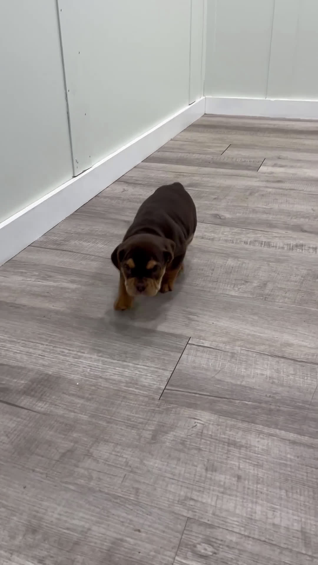 Beabull dogs for sale: Penny - Video 1