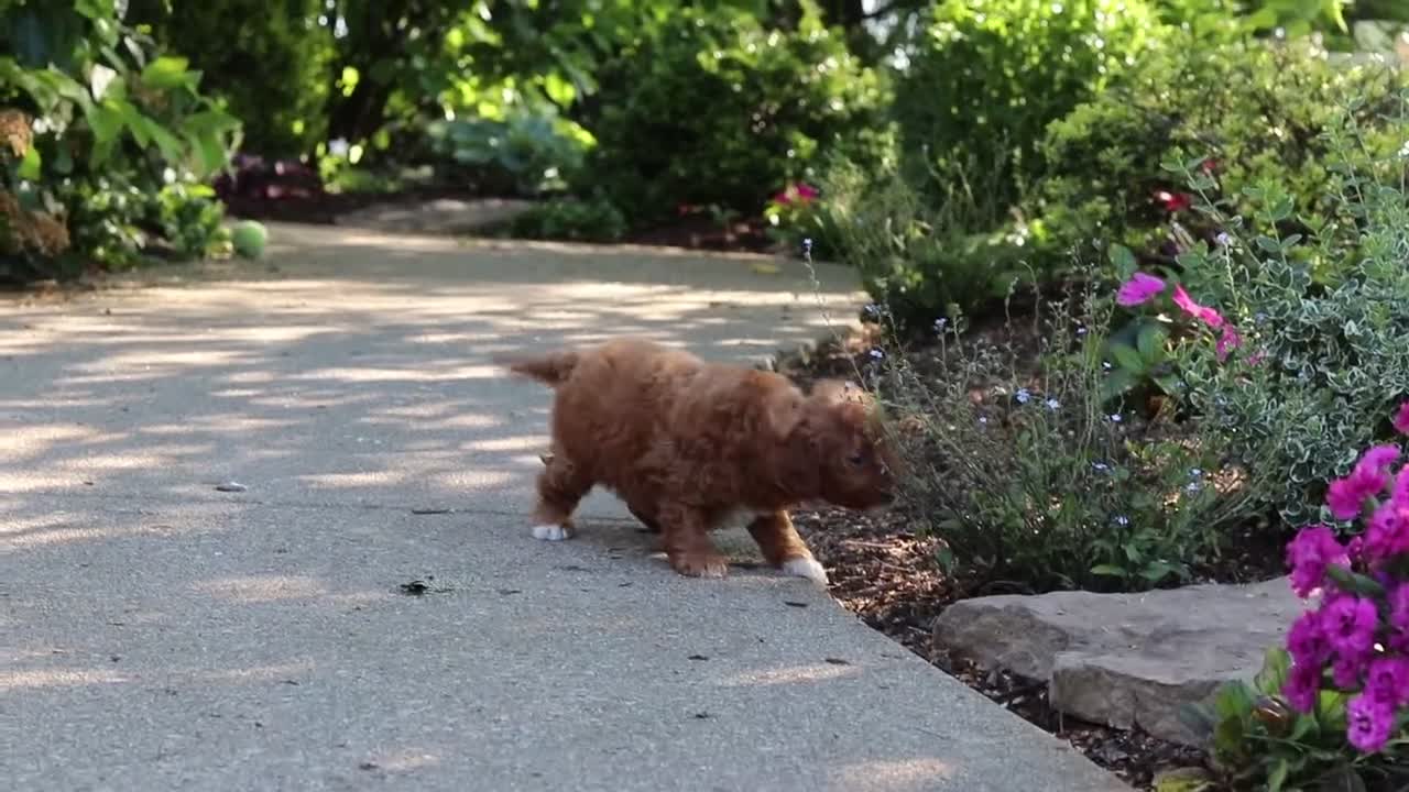 Cavapoo dogs for sale: Maggie - Video 1