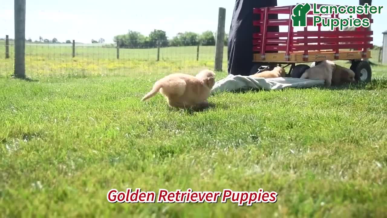 Golden Retriever dogs for sale: Grant - Video 1