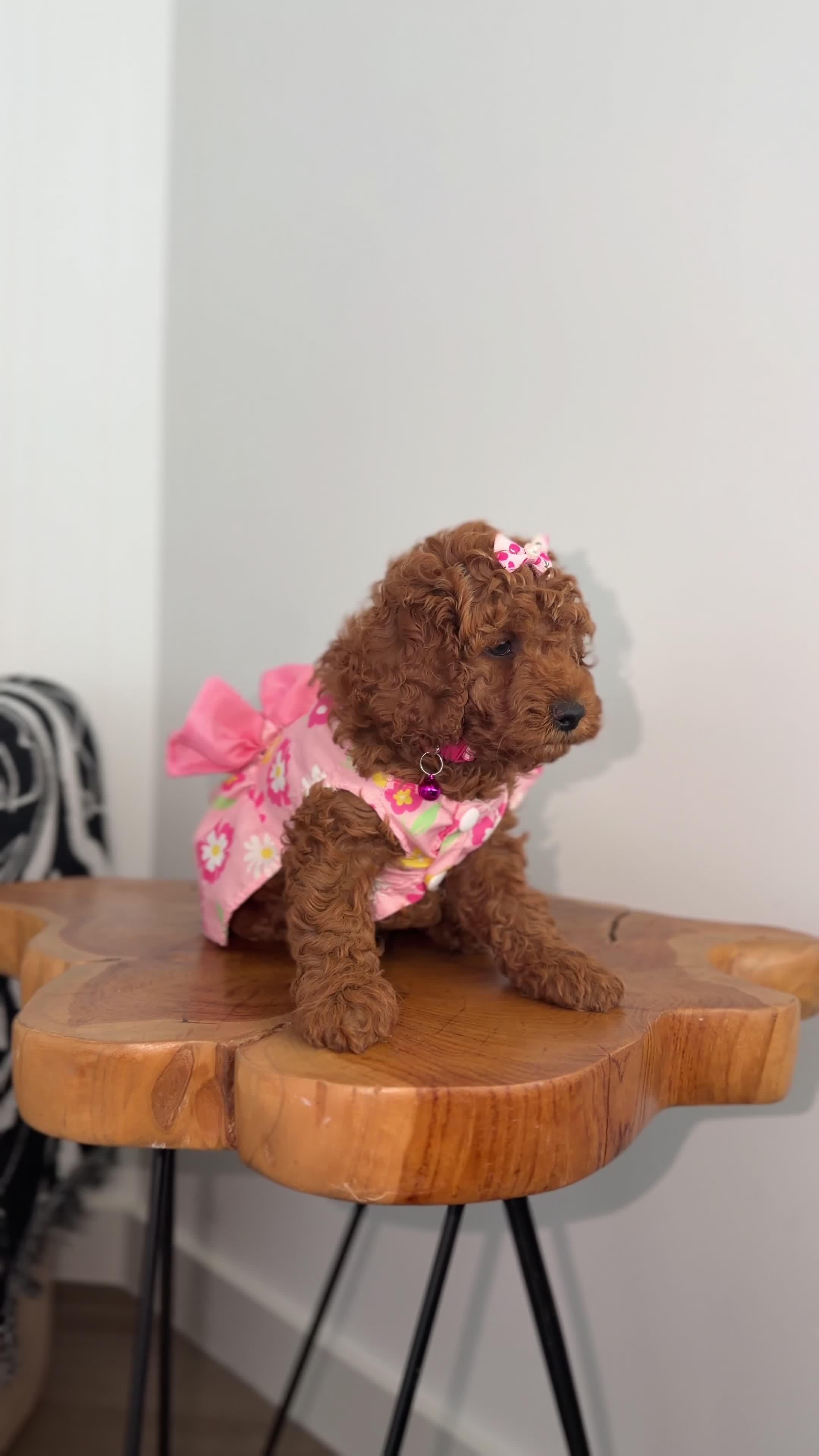 Miniature Poodle dogs for sale: Miniature Poodle 1 - Video 1