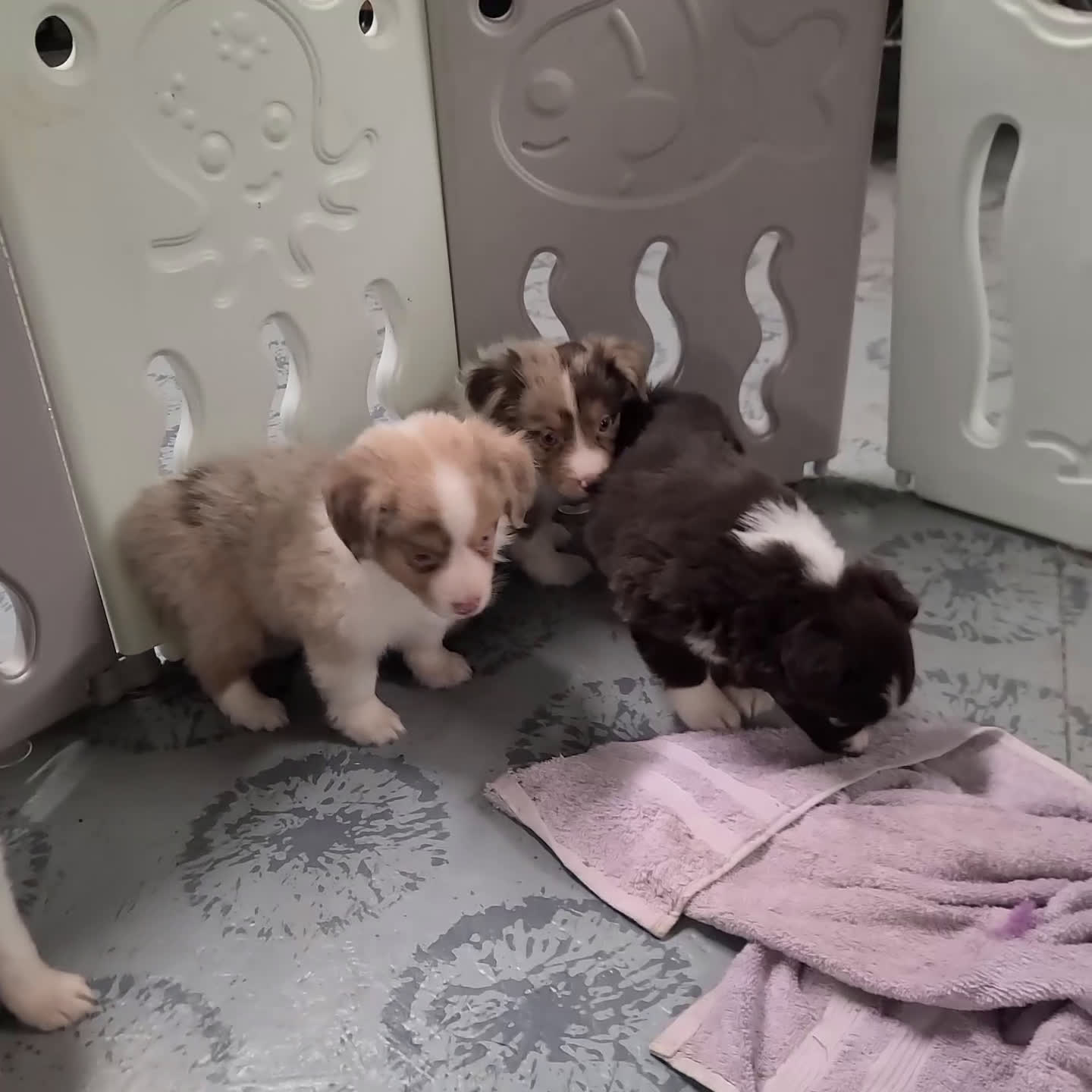 Mini Aussiedoodle dogs for sale: Samson - Video 1