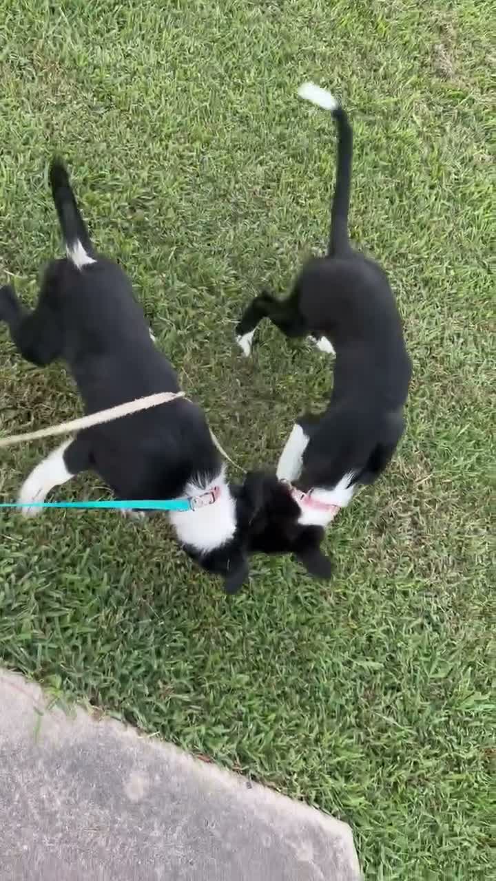 Border Collie dogs for sale: Rockie - Video 1