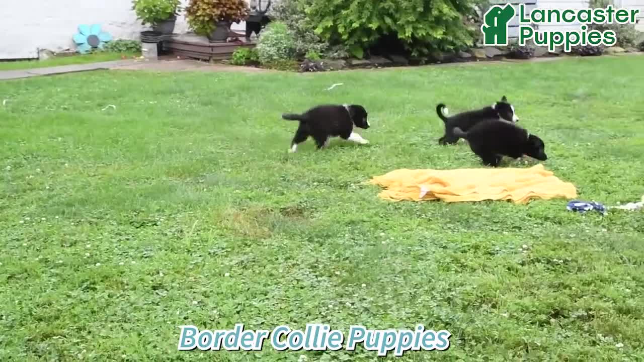 Border Collie dogs for sale: Beans - Video 1