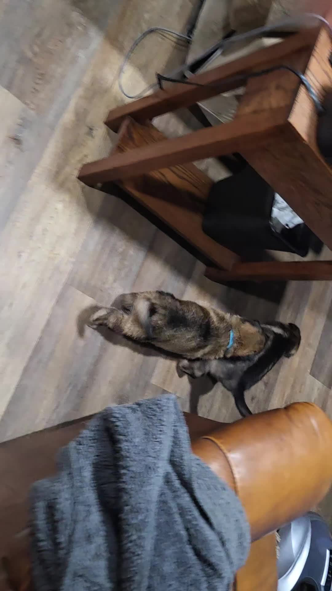 German Shepherd dogs for sale: Superman - Video 1