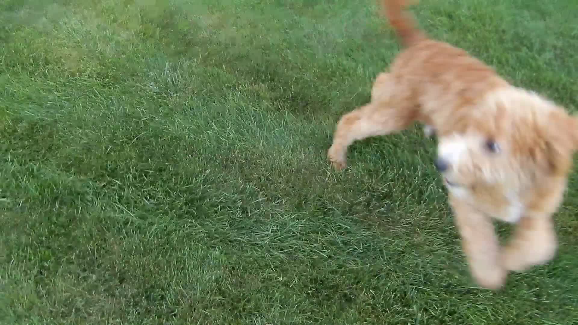 Mini Goldendoodle dogs for sale: Douglas - Video 2