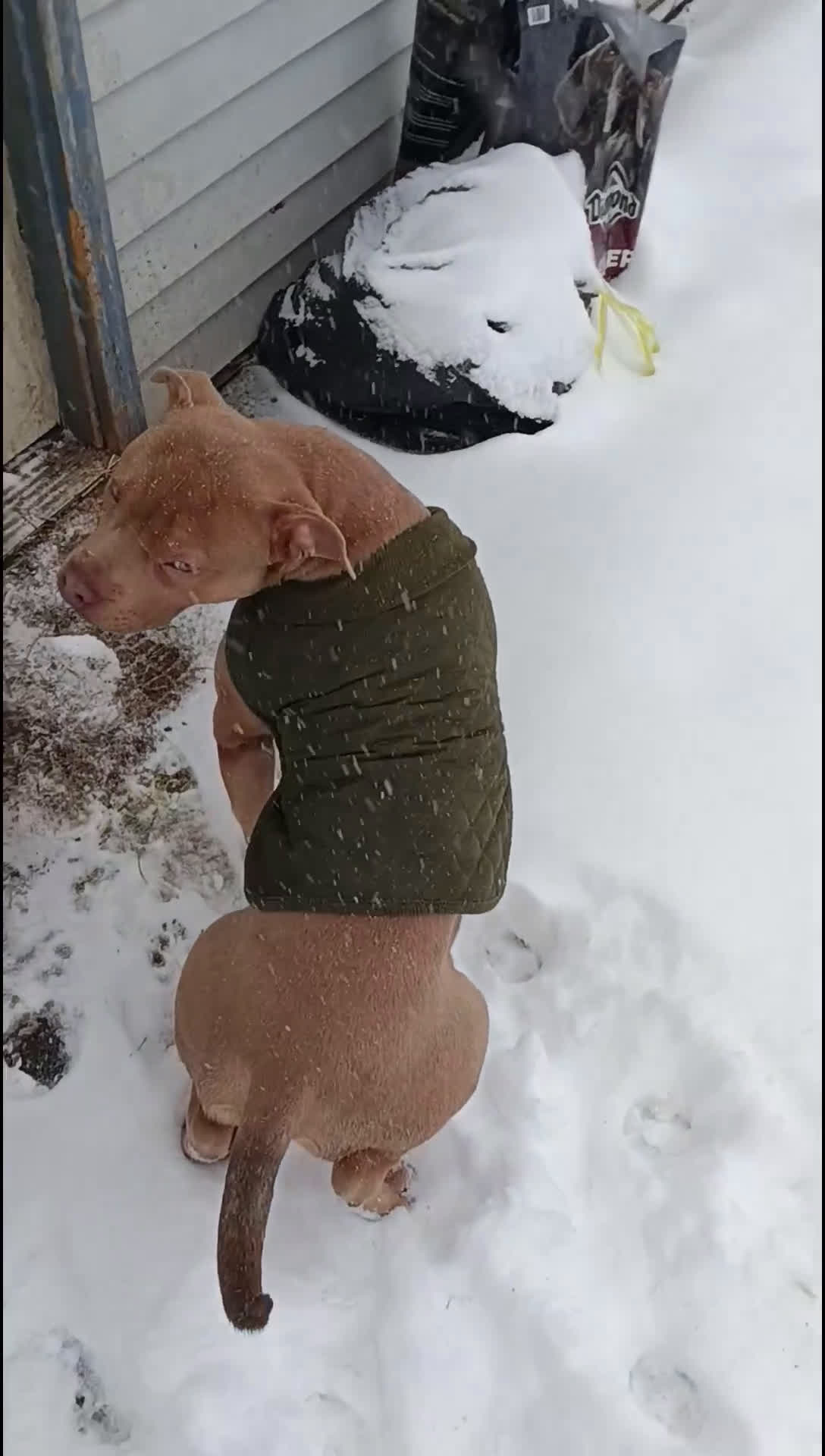 American Bully dogs for sale: American Bully Puppy 1 - Video 1