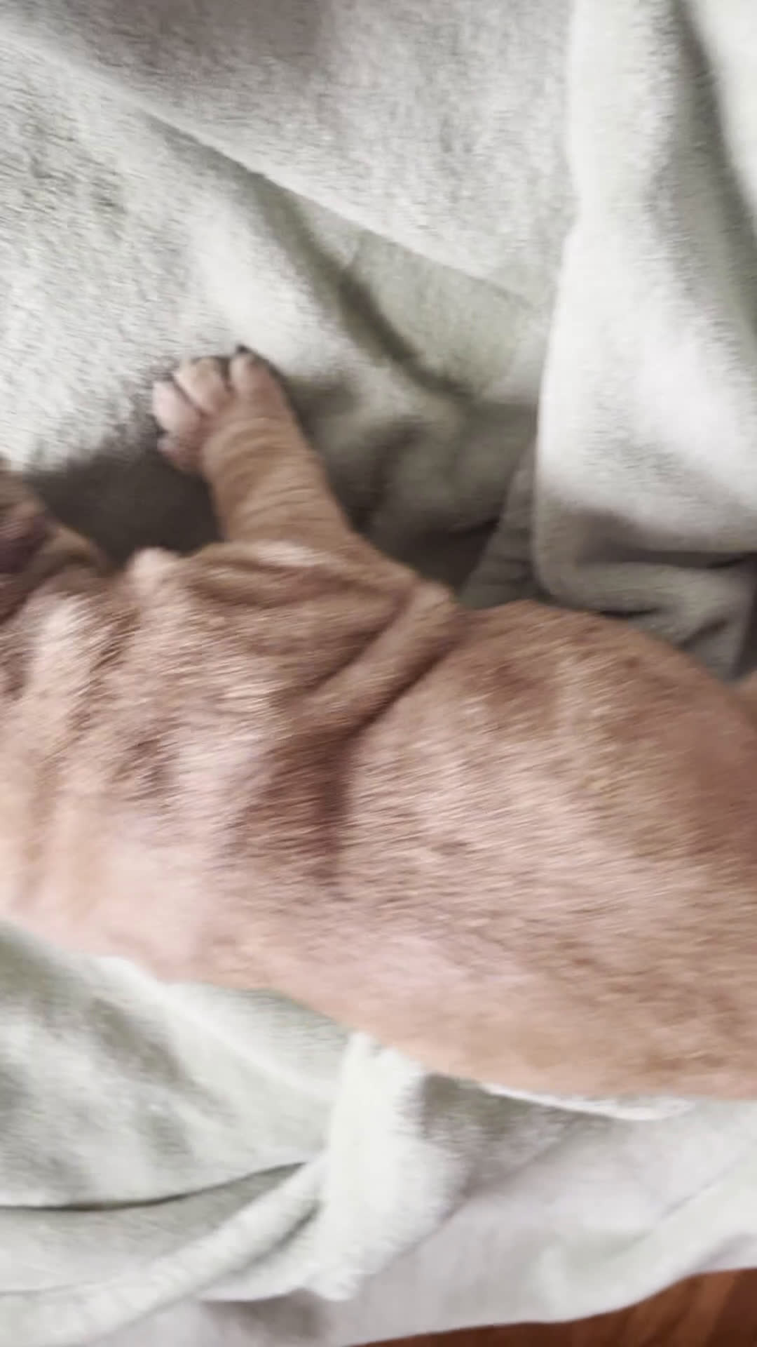 Mixed Breed dogs for sale: Bear  - Video 1