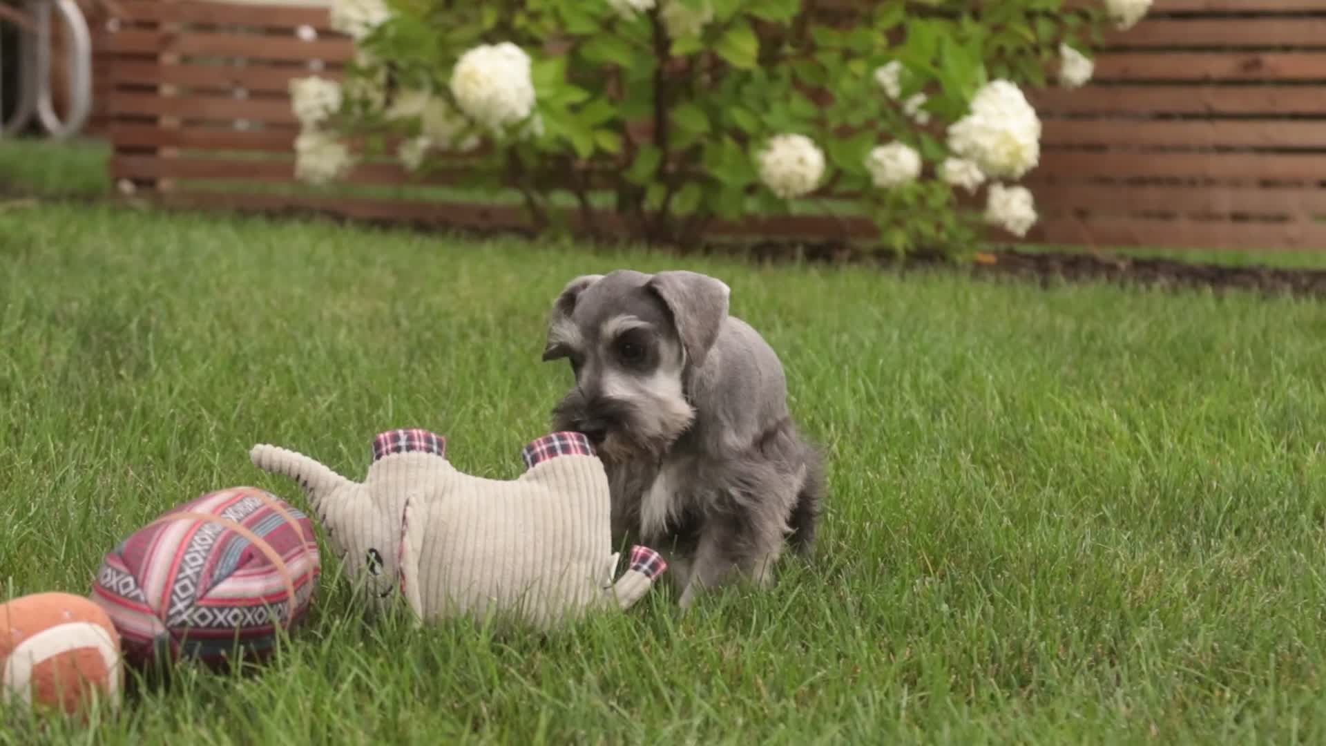 Miniature Schnauzer dogs for sale: Quest Miniature Schnauzer  - Video 2