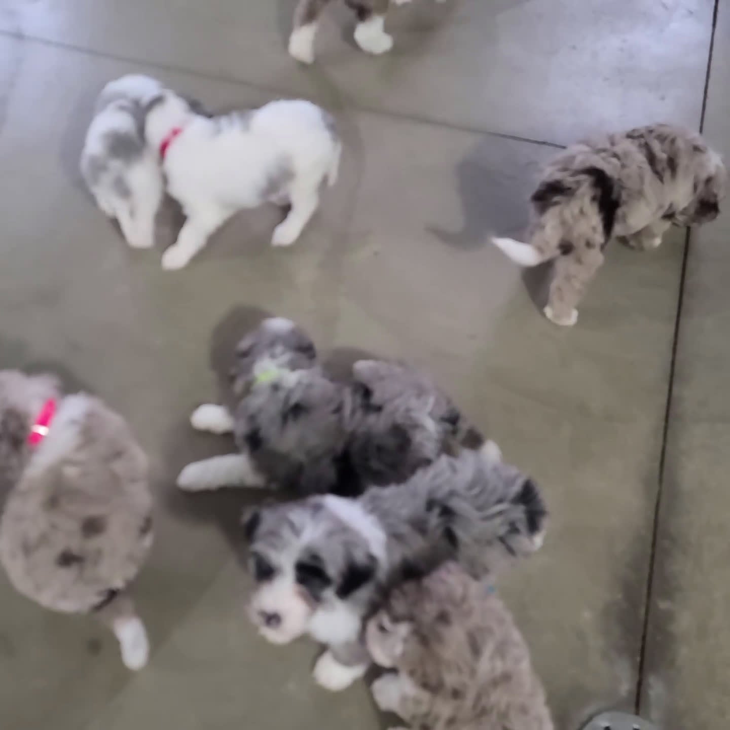 Sheepadoodle dogs for sale: Cassie - Video 1