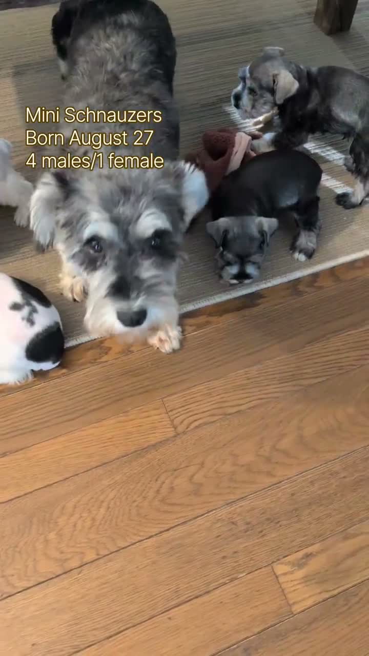 Miniature Schnauzer dogs for sale: Ziggy - Video 2
