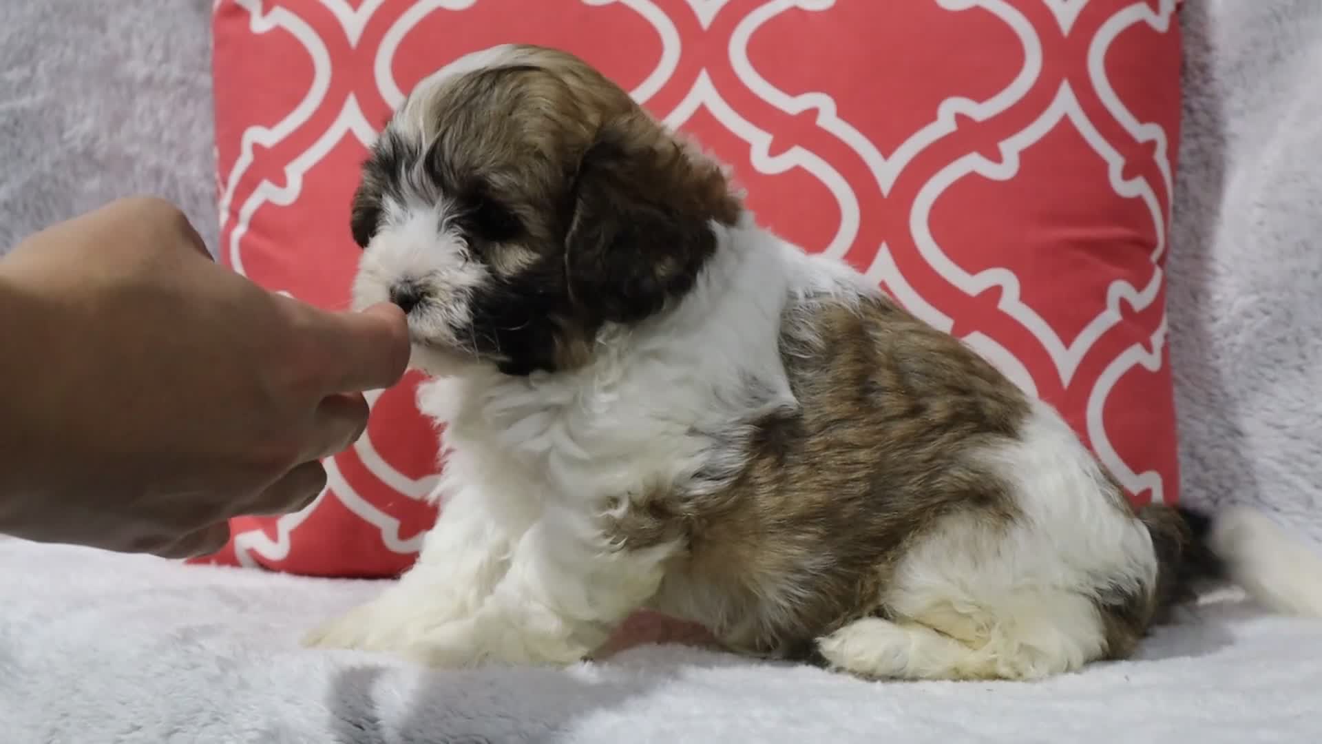 Shihpoo dogs for sale: Sienna  - Video 1