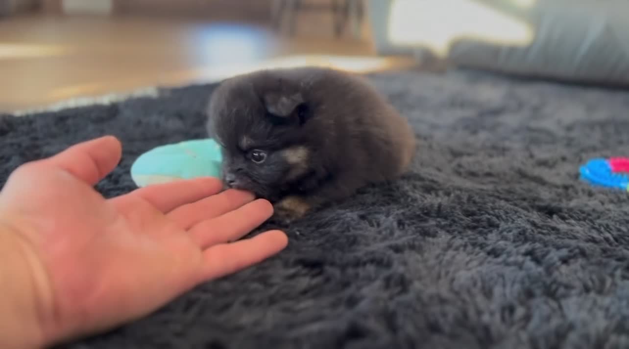 Pomeranian dogs for sale: Minnie - Video 2