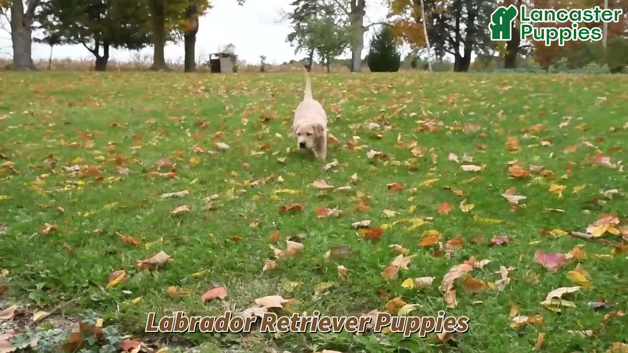 Labrador Retriever dogs for sale: Gumdrop - Video 1