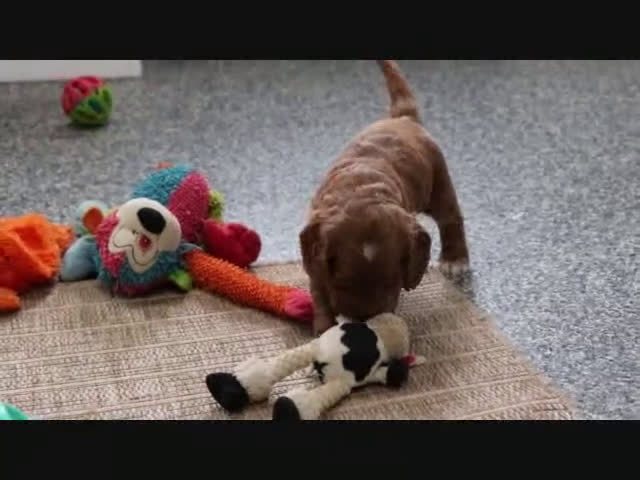 Mini Goldendoodle dogs for sale: Clinton - Video 2