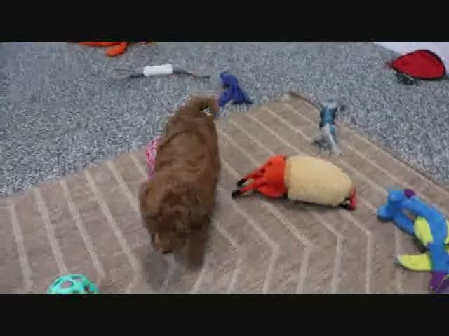 Mini Goldendoodle dogs for sale: Fallon - Video 2