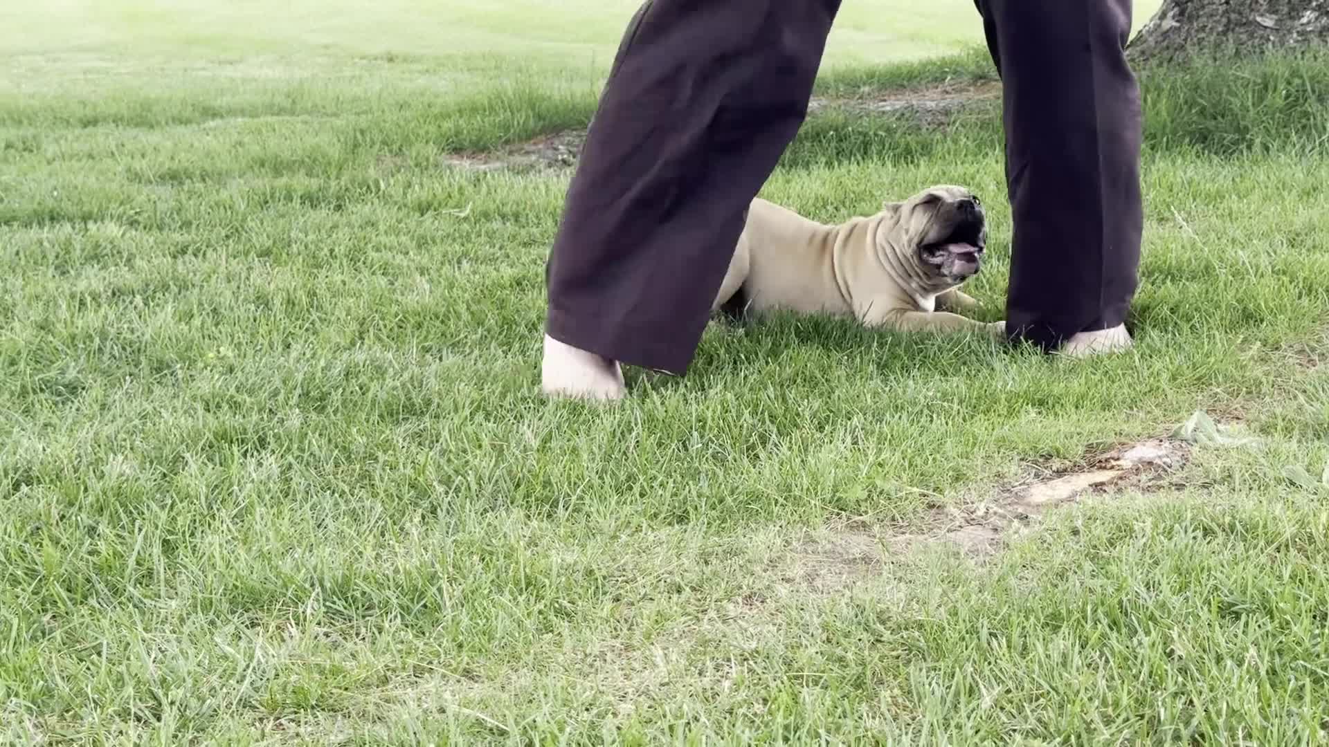American Bully dogs for sale: Flora - Video 1