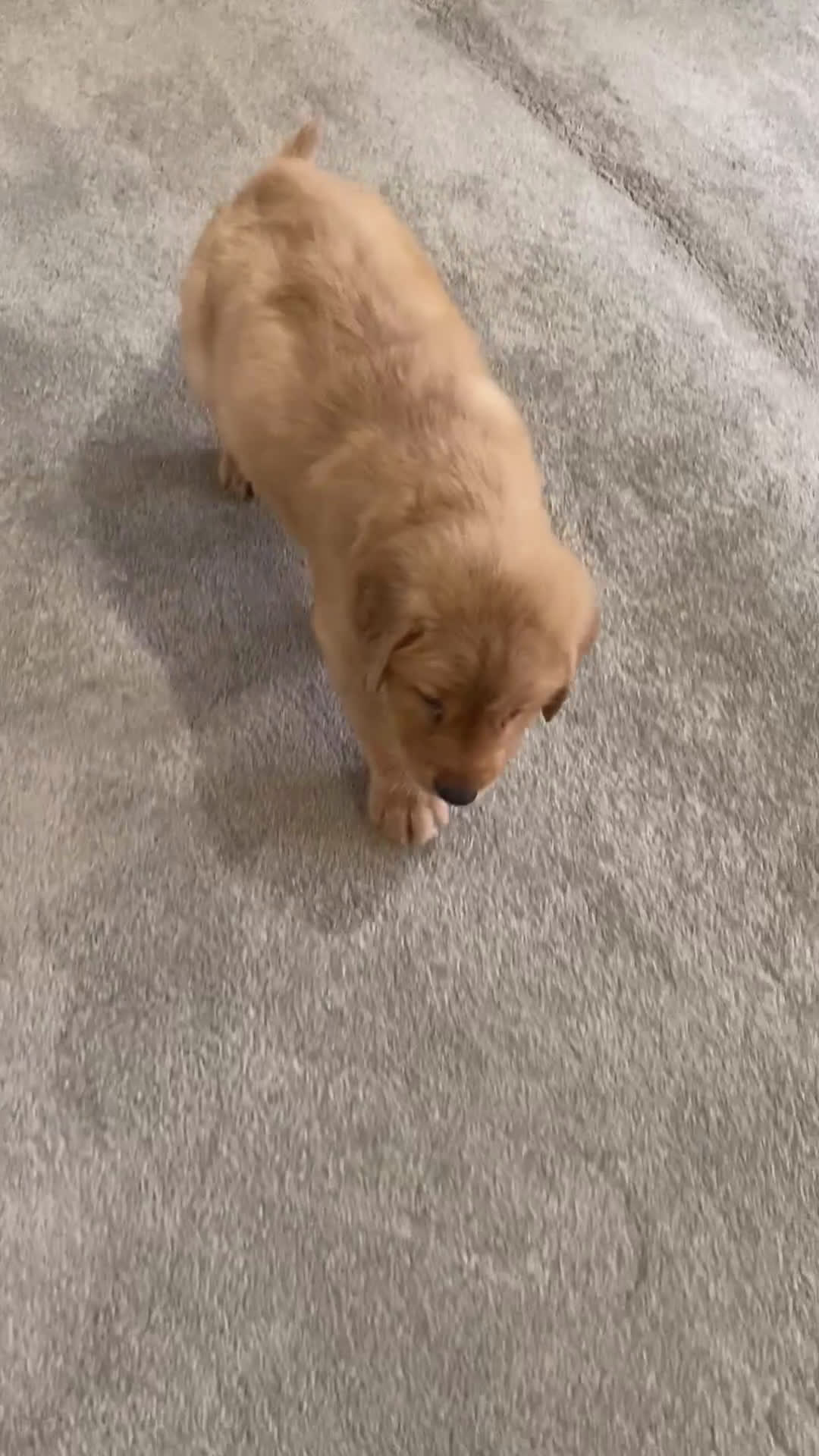 Golden Retriever dogs for sale: Cory - Video 1