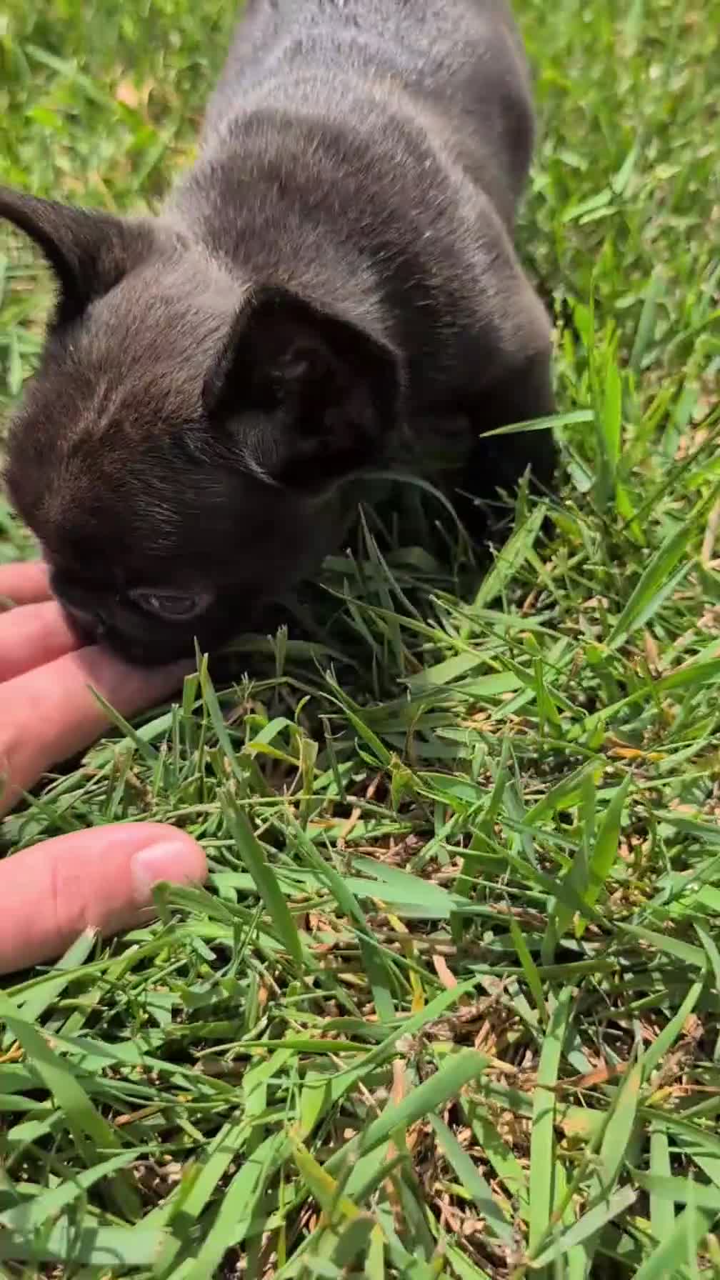 French Bulldog dogs for sale: Zeus - Video 1