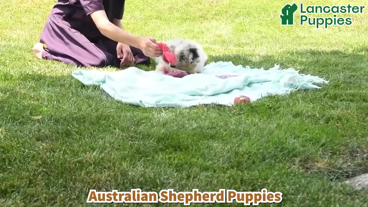 Australian Shepherd dogs for sale: Finn - Video 1