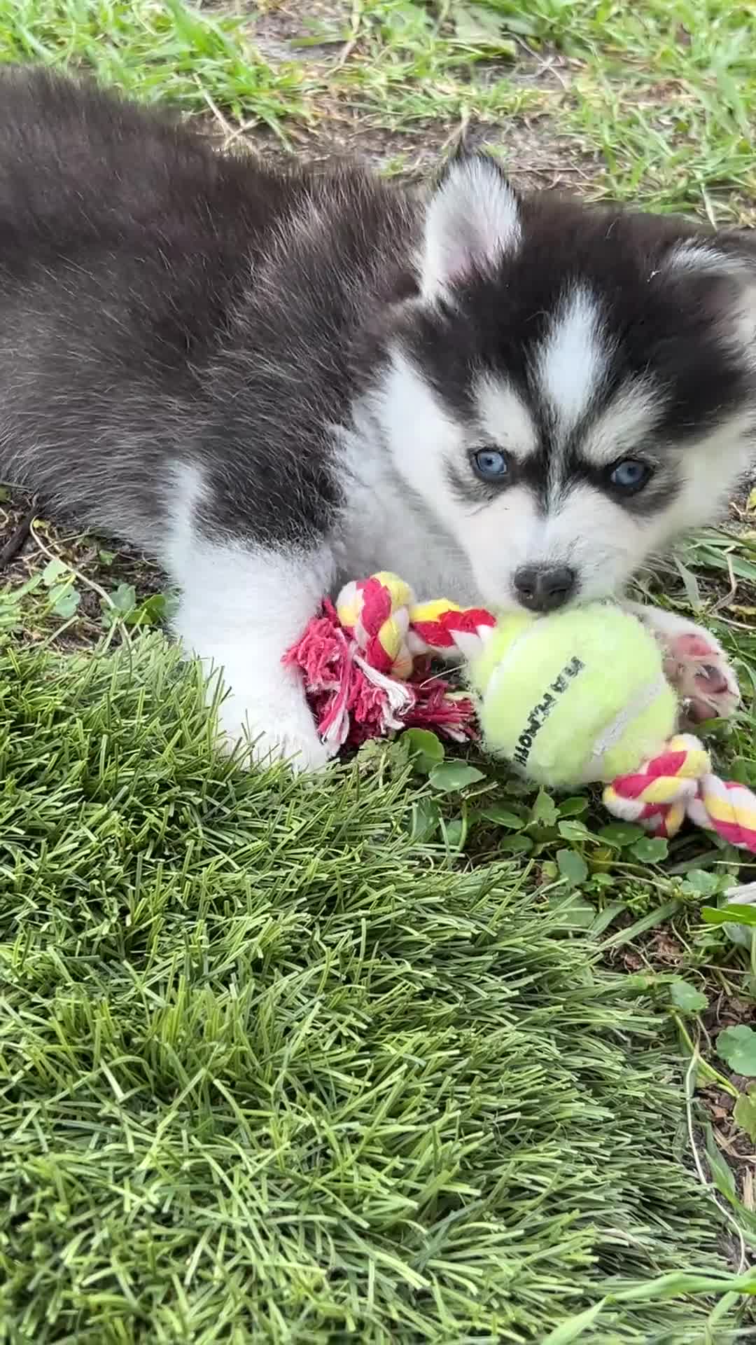 Pomsky dogs for sale: Nova Mini Pomsky - Video 2
