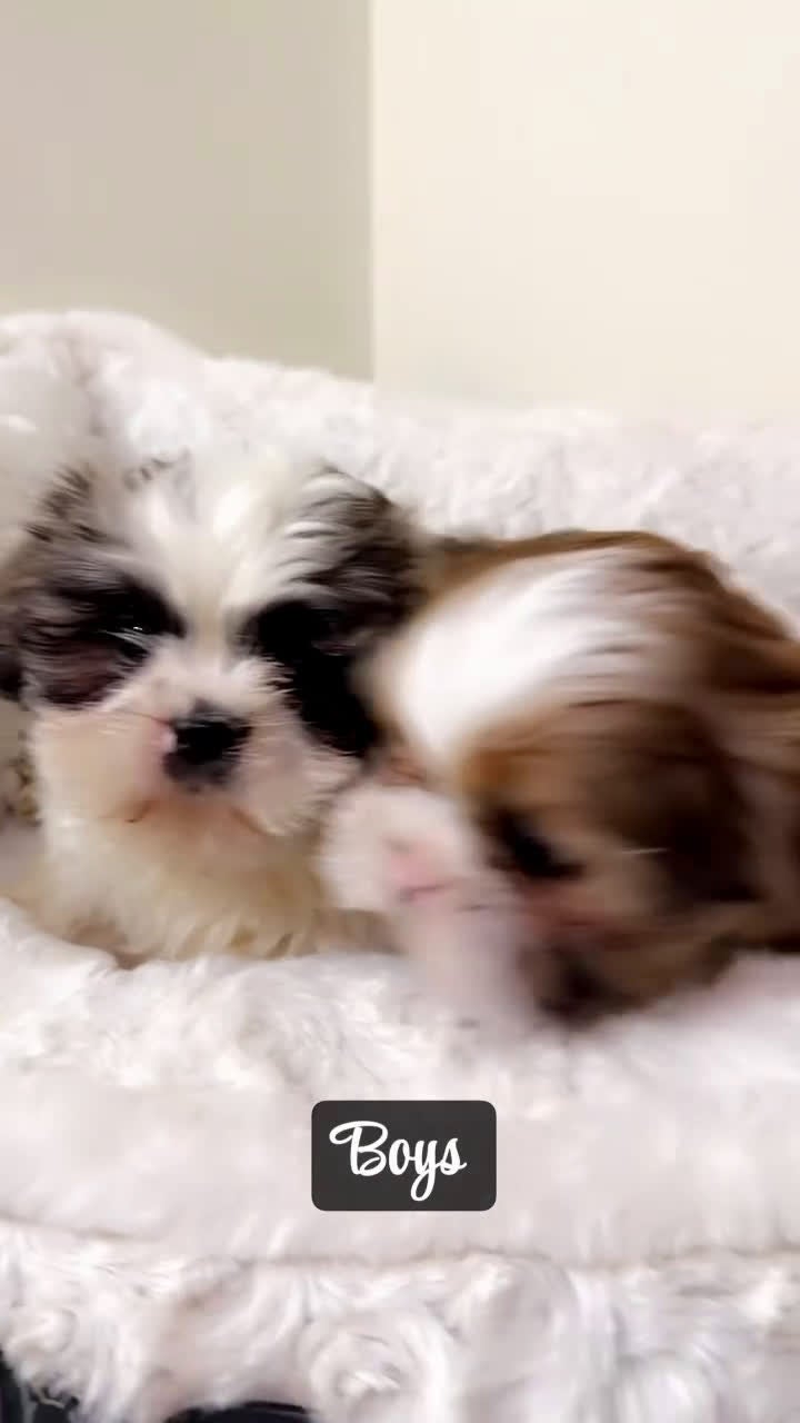 Shih Tzu dogs for sale: Jet  - Video 3
