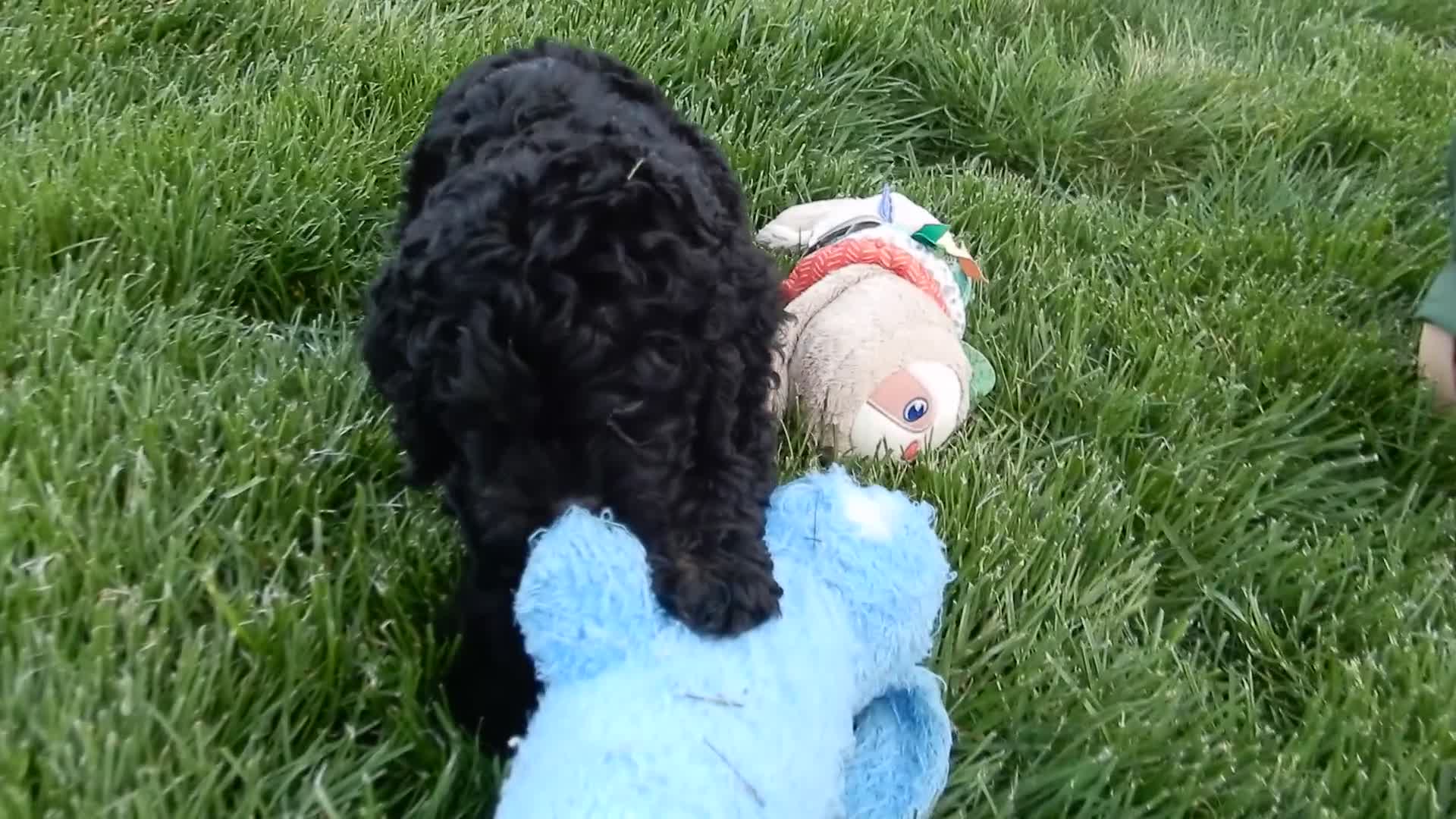 Cockapoo dogs for sale: Smokey - Video 1