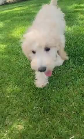 Mini Goldendoodle dogs for sale: Violent Female - Video 2