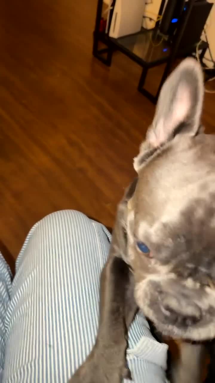 French Bulldog dogs for sale: French Bulldog 1 - Video 3