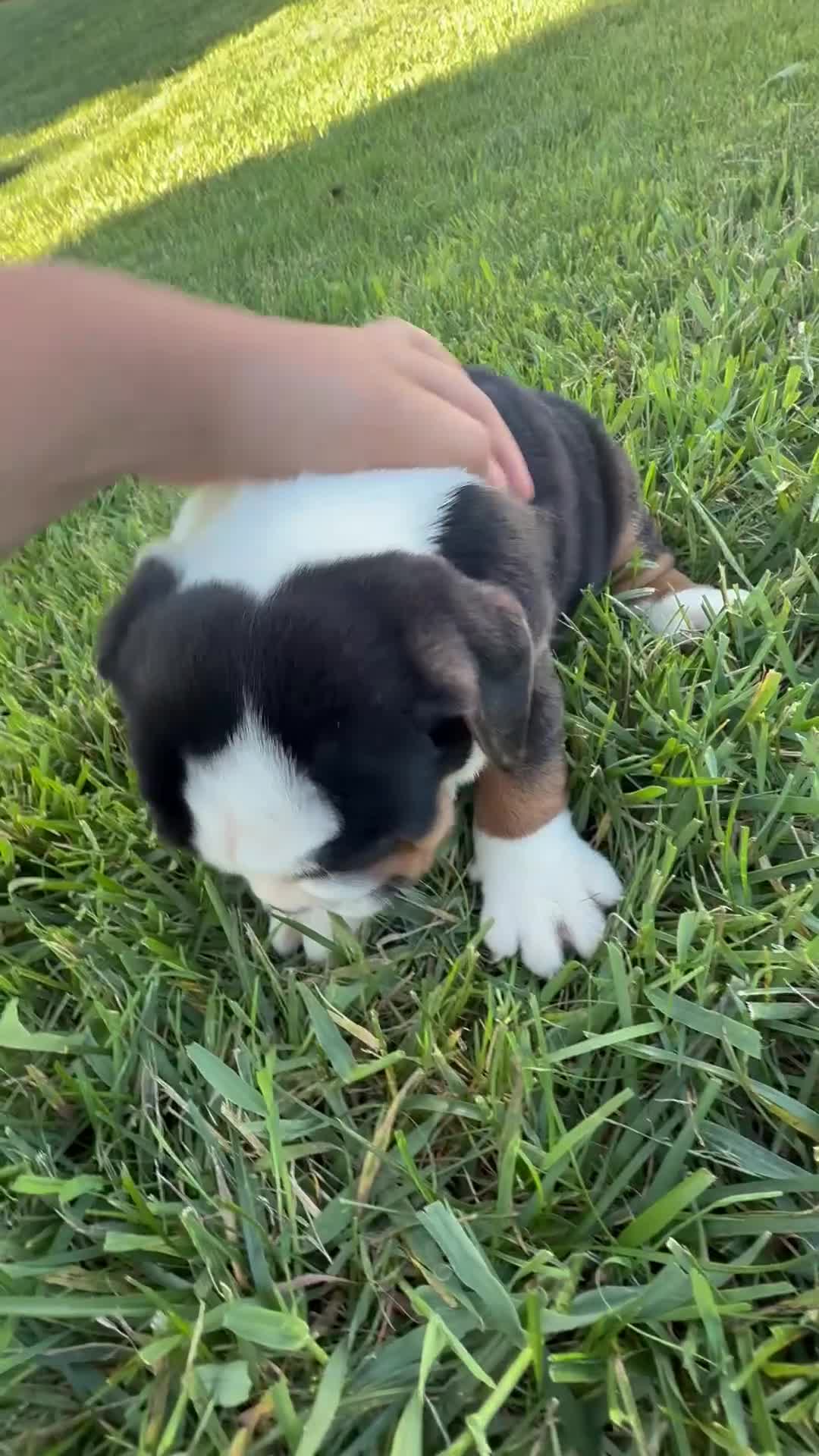 Beabull dogs for sale: Bruno - Video 1