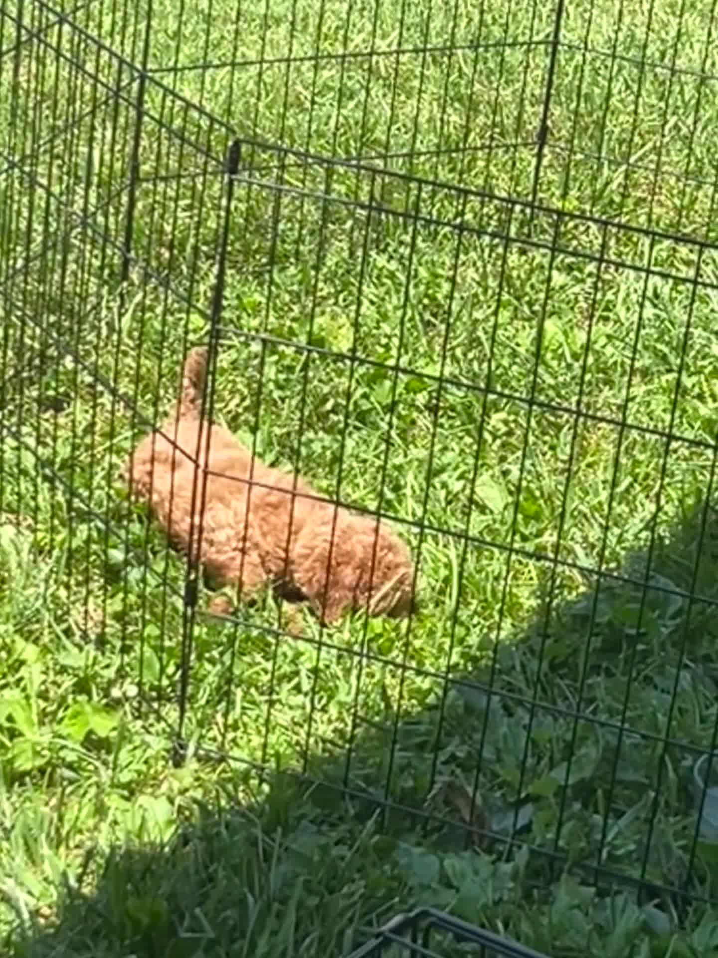 Miniature Poodle dogs for sale: Miniature Poodle 1 - Video 1